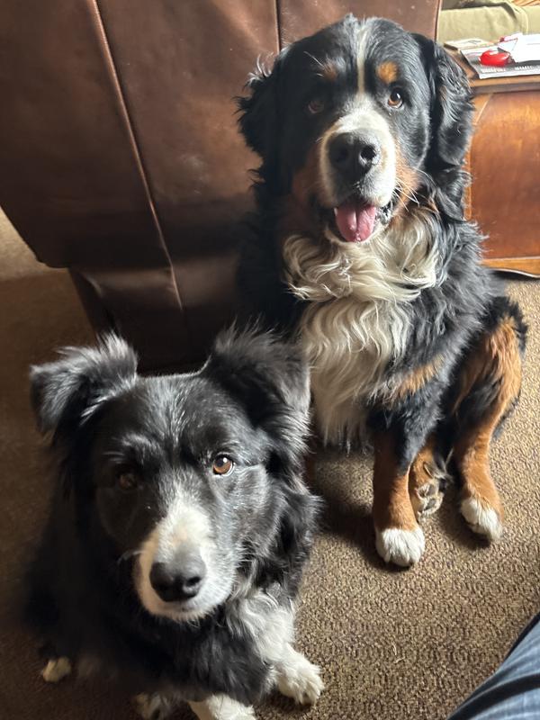 Beautiful skin and coat!