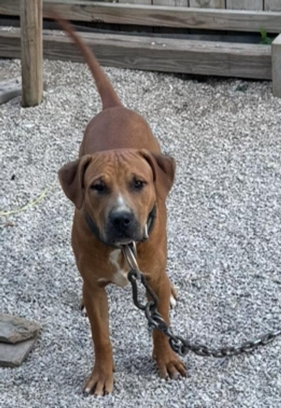 My Guy 6 months old and feed nothing but diamonds puppy formula