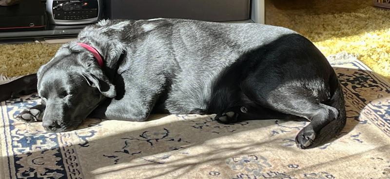 With my tummy full, a nap in the living room, in the sun is all I need