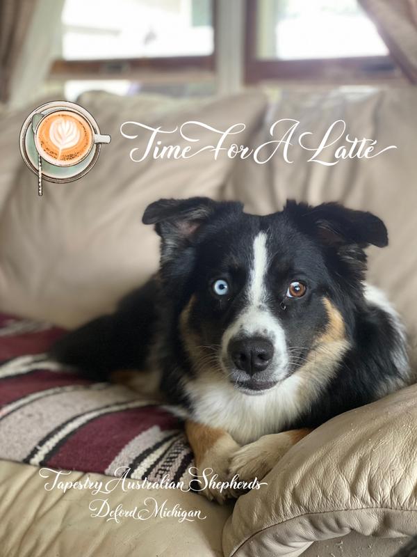 Petfinder American Bulldog Border Collie Mix Queenie For Sale In