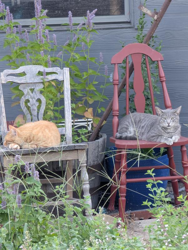 Feral boys Cheeto and Smokey