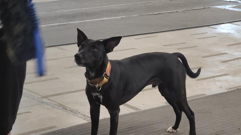 Teufelhund getting a flyball lesson.