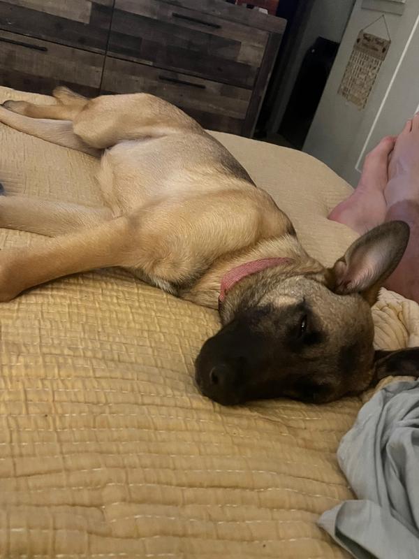 Zeva takes up the whole bed