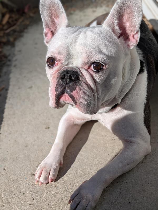 No more tear stain and red paws!