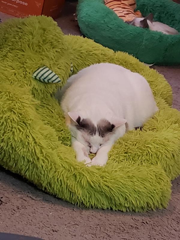 Frankie just snoozin