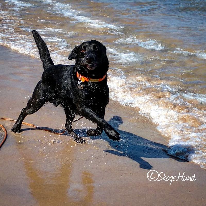 Fun in Lake Michigan