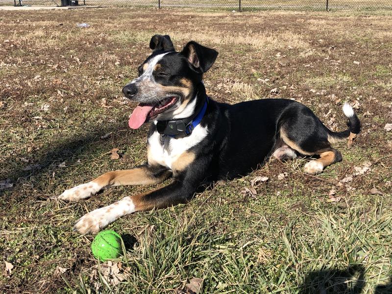 Winston, a 6-year-old ACDx who has been on Diamond since he was 2 years old!