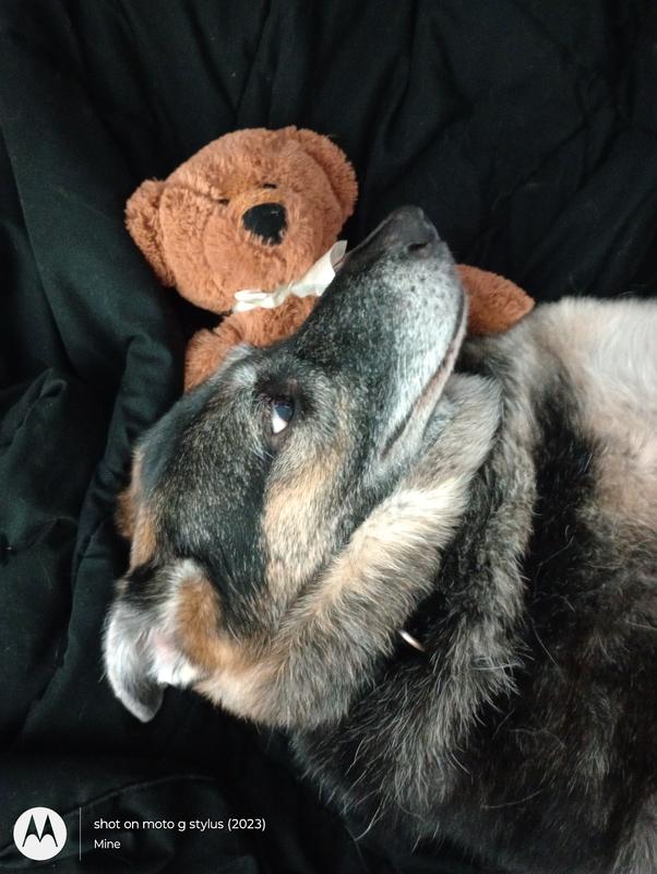 Avalon's Favorite Stuffie