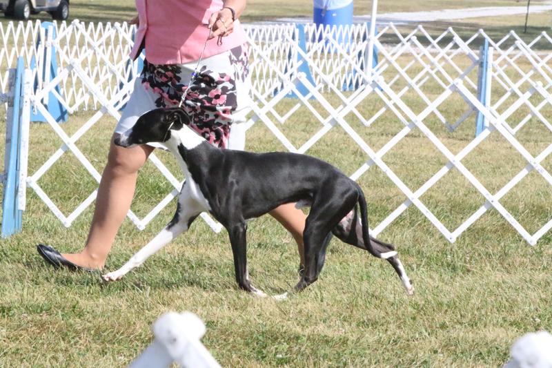 Slim Shady showing off all his muscles and a beautiful shine to his coat !!!