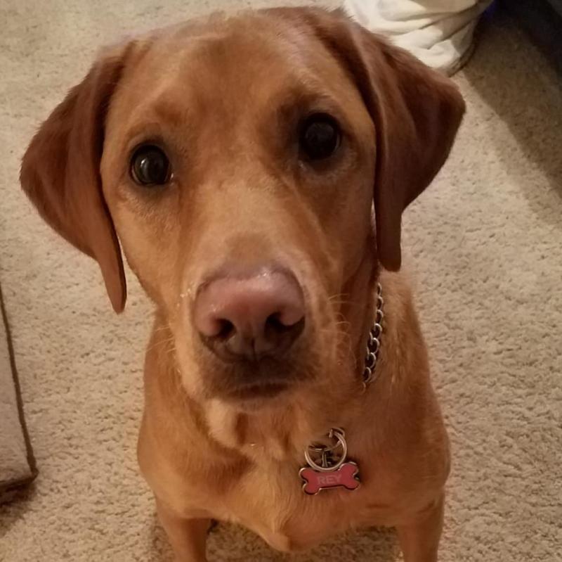 diamond whitefish and sweet potato