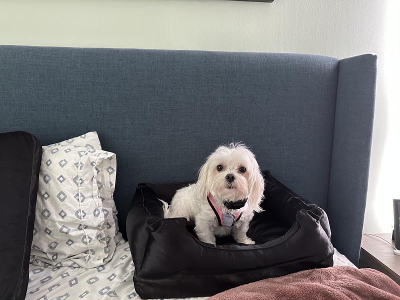 Silk shop dog bed