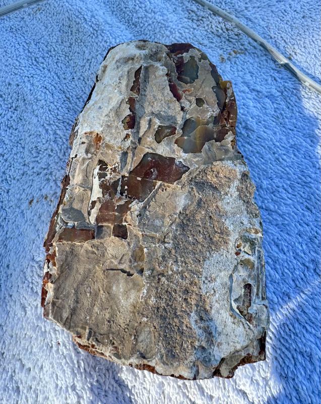 Petrified Wood Before