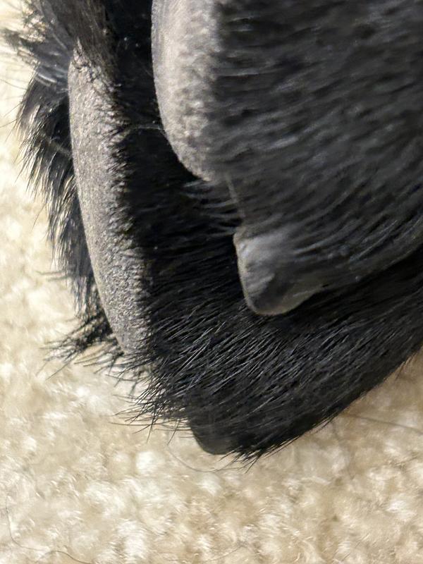 Close-Up of Another Paw