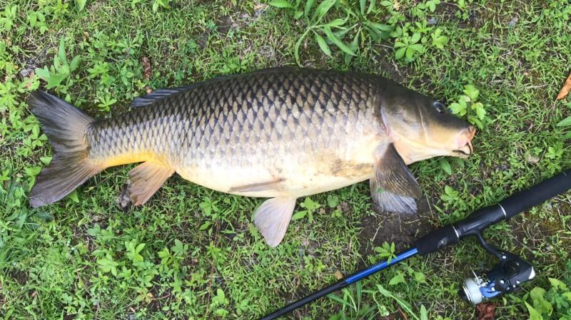 jawbone telescopic spinning combo