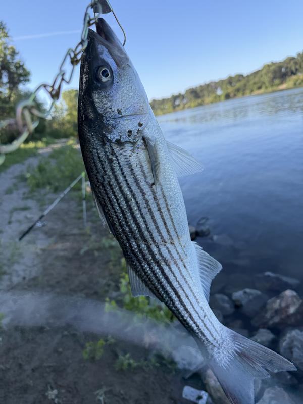 best lure for speckled trout in texas Basic Speckled Trout Lures