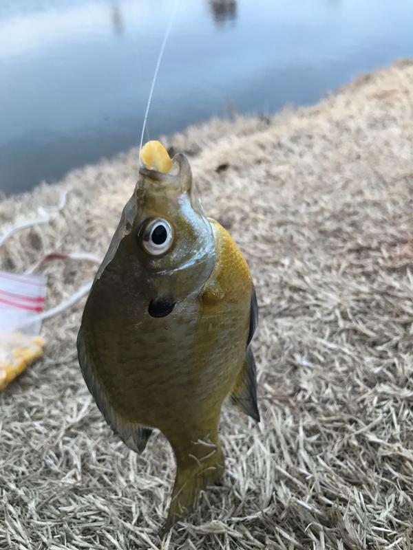 shakespeare micro series spinning combo