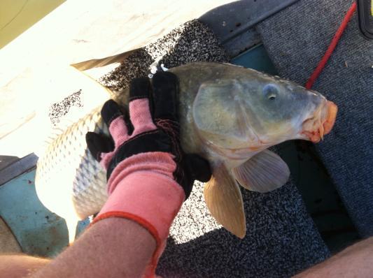 Photo submitted with review of product