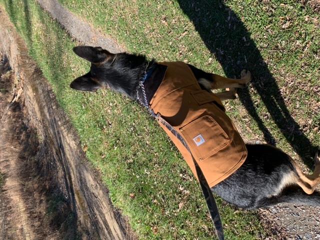 carhartt dog chore coat orange