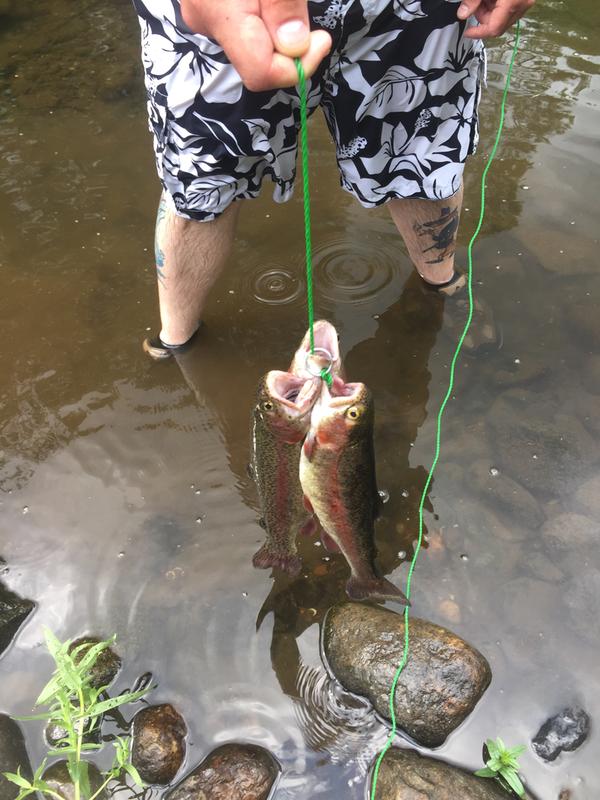 st croix trout series