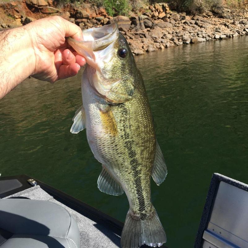 Quantum Octane 6' Fishing Rod and Reel Combo for Sale in Hemet, CA - OfferUp