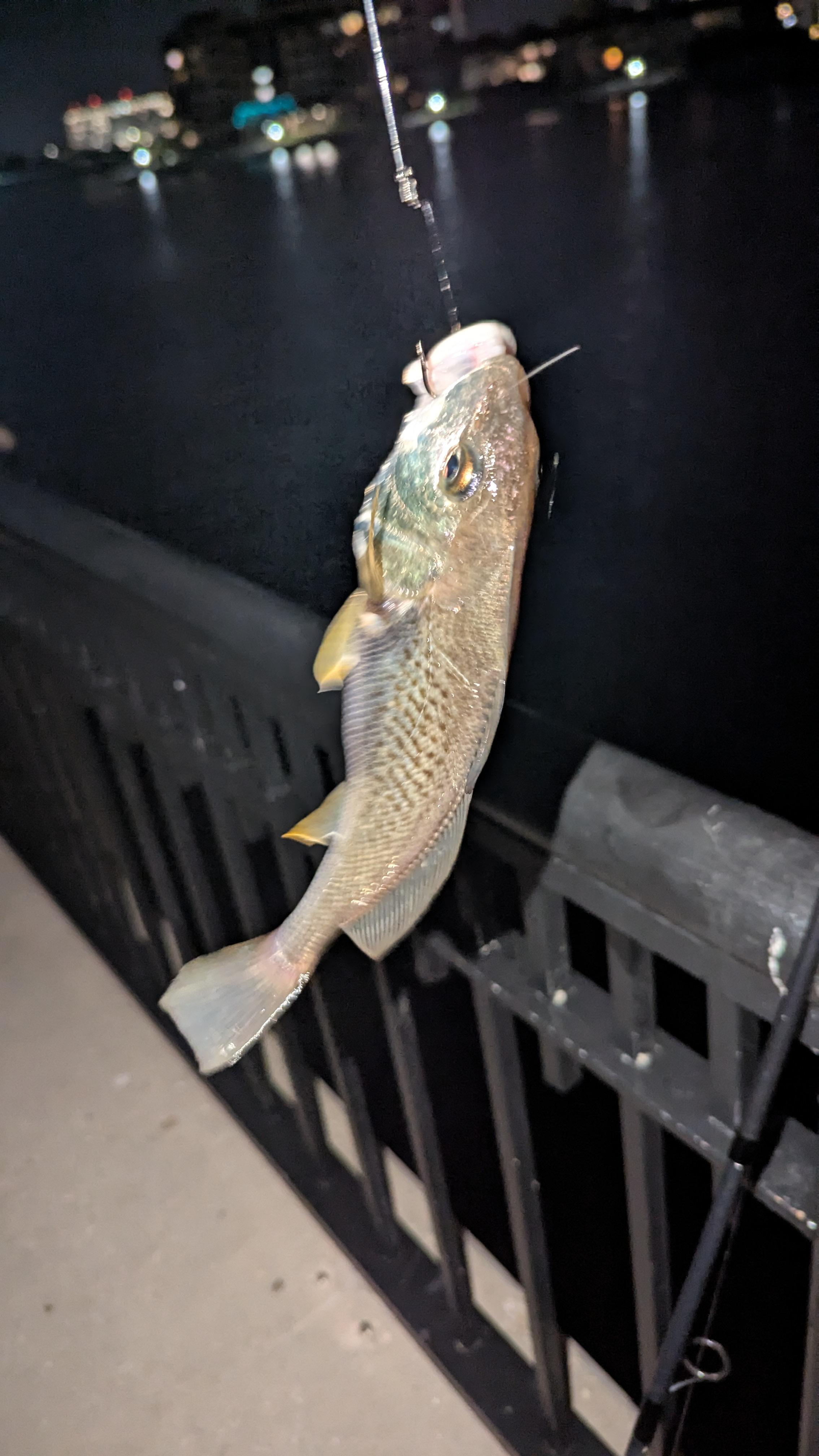 ロッド Daiwa 25morethan 96MLM Daiwa 25 Morethan 93H-J Spinning Rod | eBay