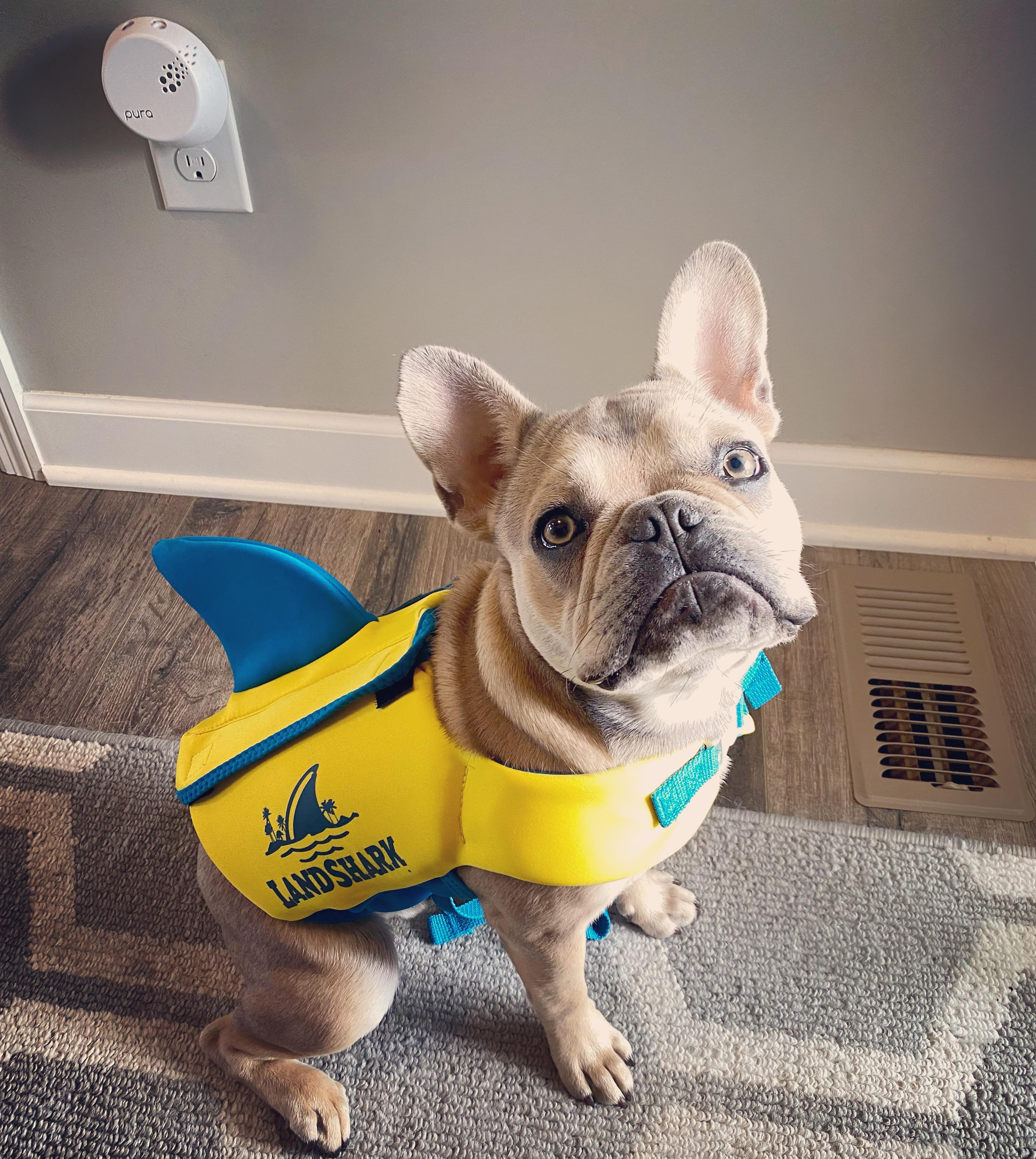 Landshark dog life vest hotsell