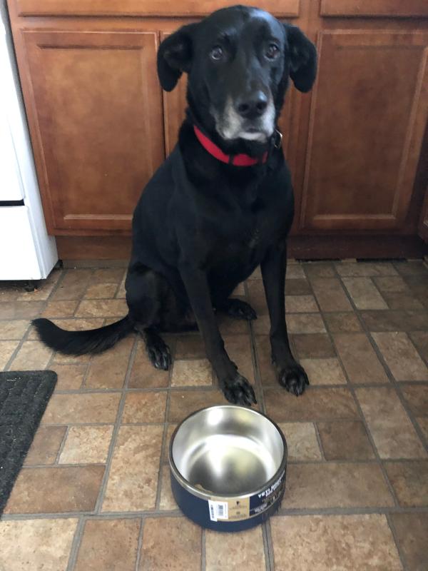 dog bowl yeti