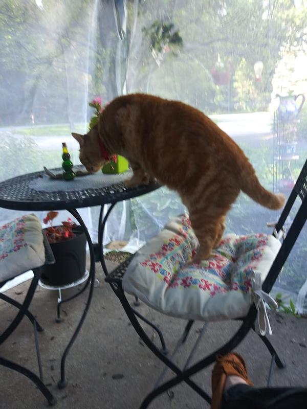 Photo submitted with review of product