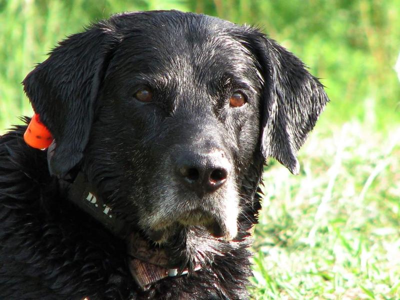 H2O1850 Upland Beeper Additional Collar – DT Systems