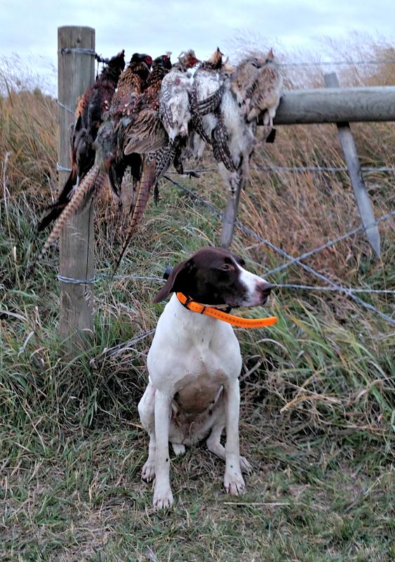 (Aurora) Montana pheasant, sharptail grouse and hungarian partridge
