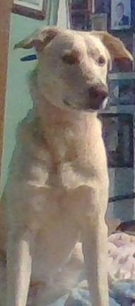 Daisy my lab and sherpard mix