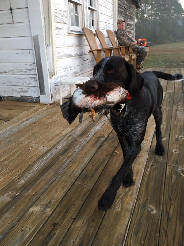 Wood Duck that tried to hide under the old farmhouse