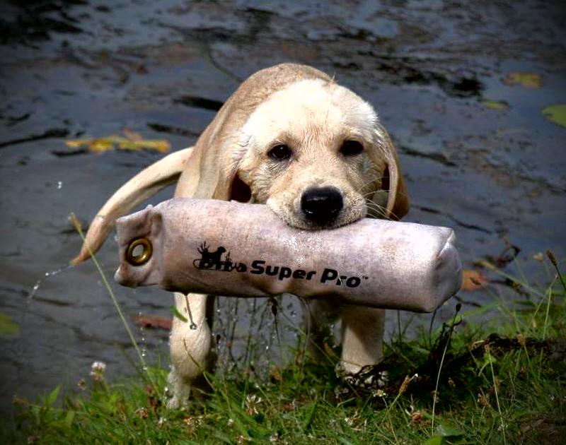 Zeus' Little Boy Roy (4 months old at time of picture) using another quality D.T. Systems product