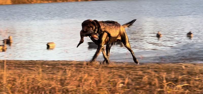 Miss Bella working on a Drake Spoonie here in Ohio.