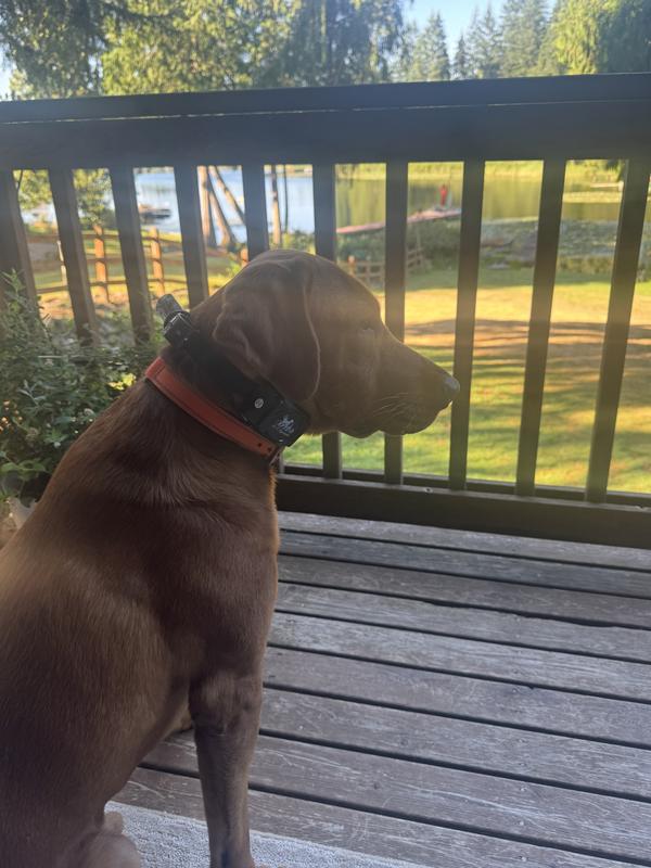DT Systems H2O 1820 Waterproof e collar