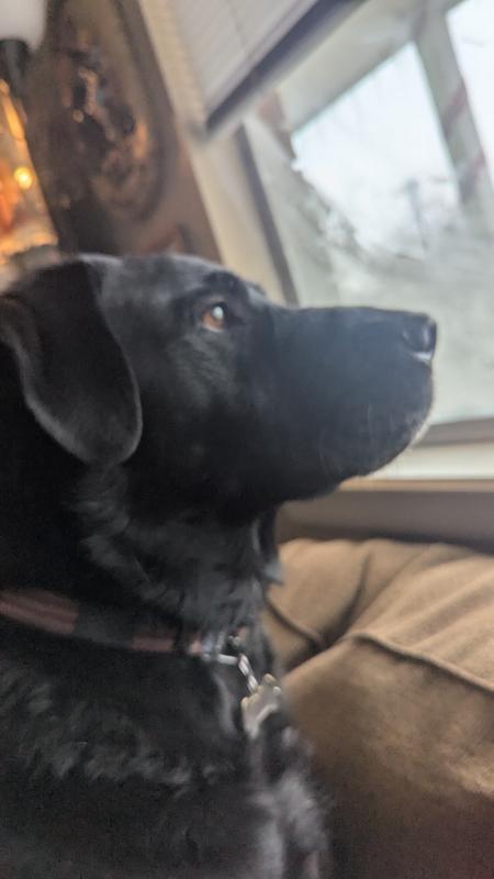 Koda