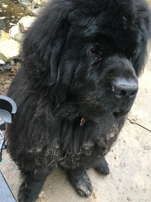 My 180 pound Newf vs Dyson Animal - it was almost an even match