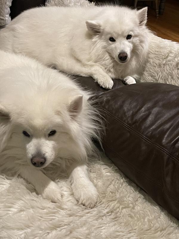 Why I was so excited to get my Dyson outsize