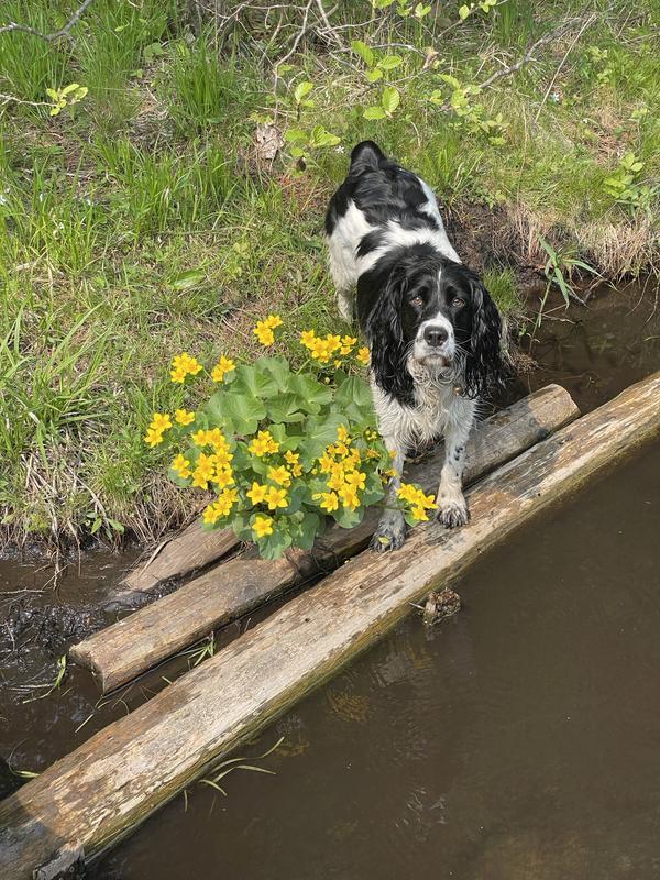 You can get dirty doing dog work.