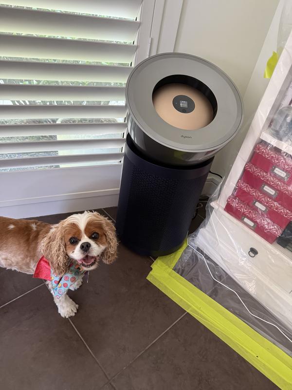 Cavalier With Dyson… definitely Big + quiet