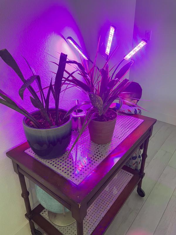 Photo - commentaire 6.