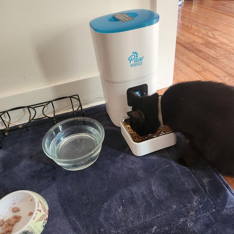 Maxwell eating with new auto feeder
