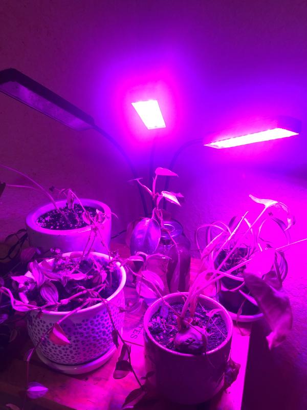 Bell + Howell Bionic Grow 5-Watt Equivalent Indoor LED Full Spectrum UV  Flexible Plant Grow Light in Color Changing Lights 8717 - The Home Depot