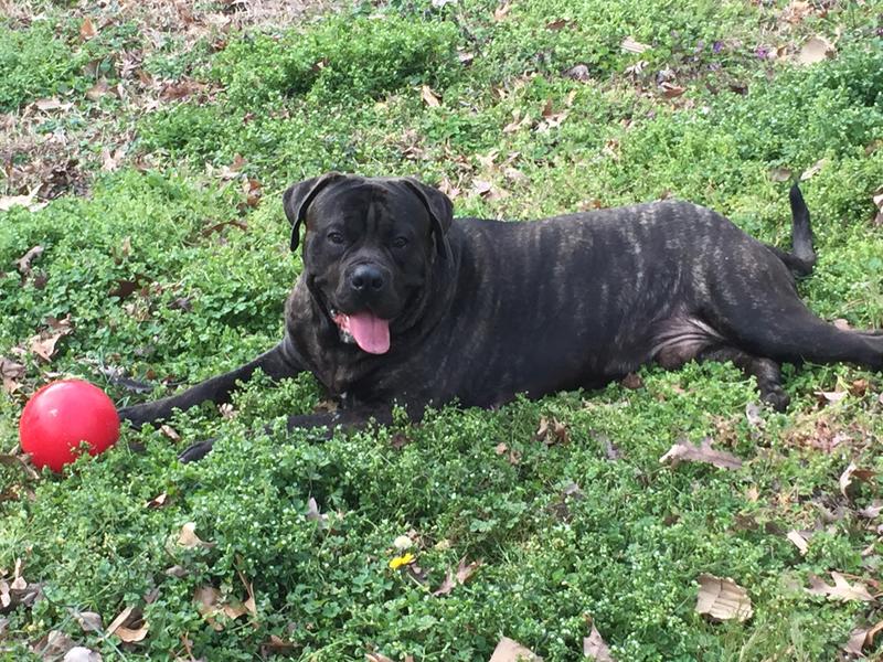 Koda the PERRO DE PRESA  CANARIO
