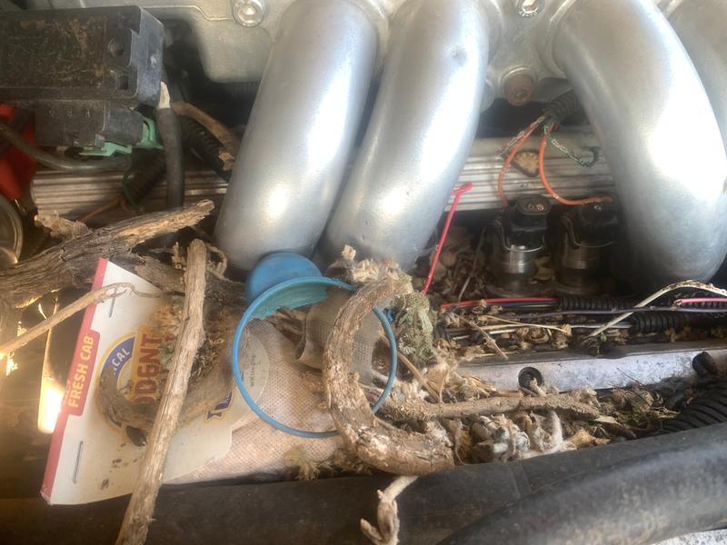 Doesn’t always work. Plant based wiring insulation doesn’t help.