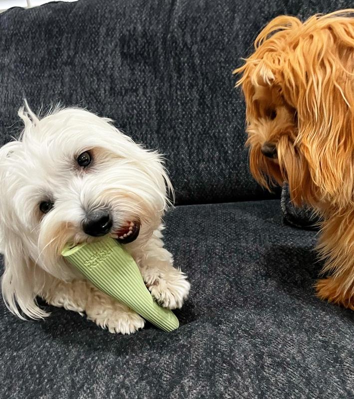 The Ultimate Guide to Interactive Dog Toys - Earthborn Holistic
