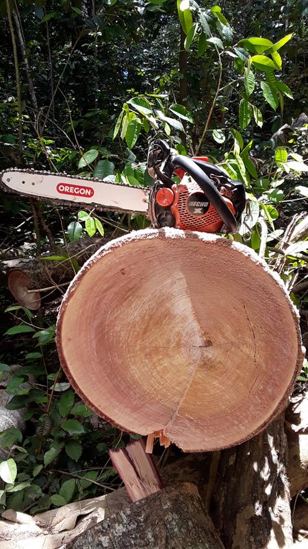 アトテン CS-2511T X Series Top Handle Chainsaw | ECHO