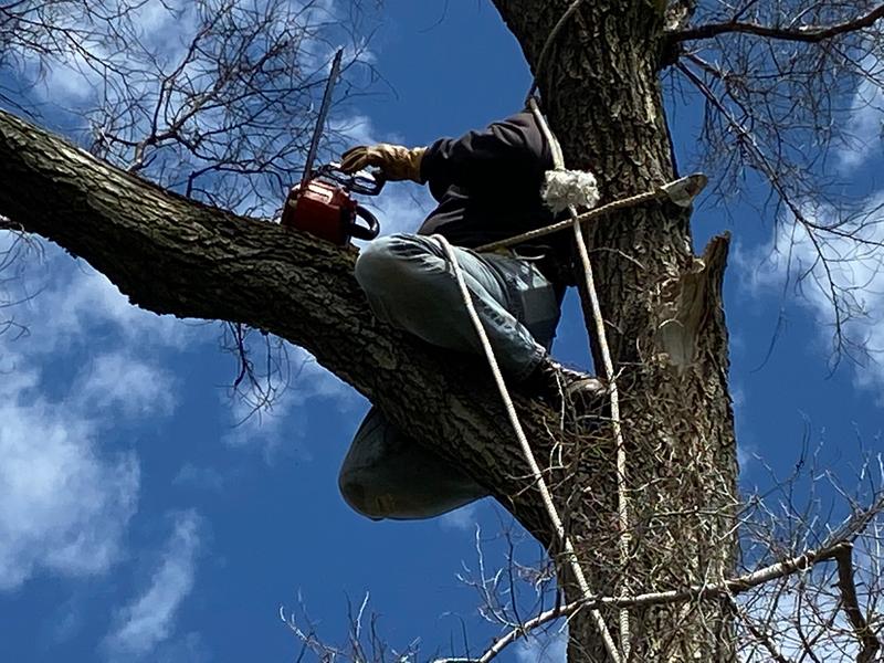 CS-355T Top Handle Chainsaw with Reduced-Effort Starter | ECHO