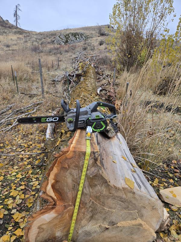 100ft fire damaged poplar.