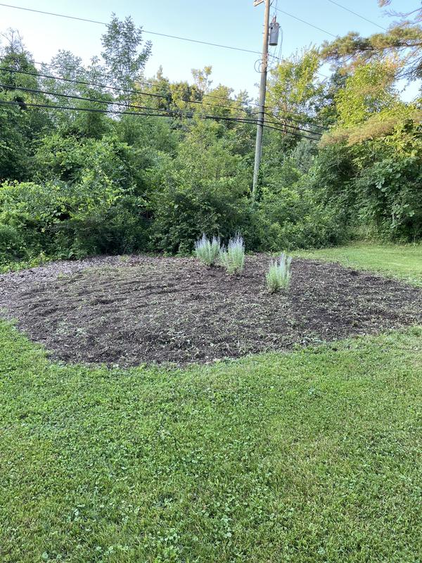 I left the 3 Russian Sage plants